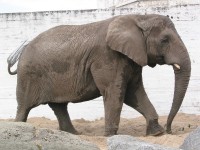 What you can see at the zoo