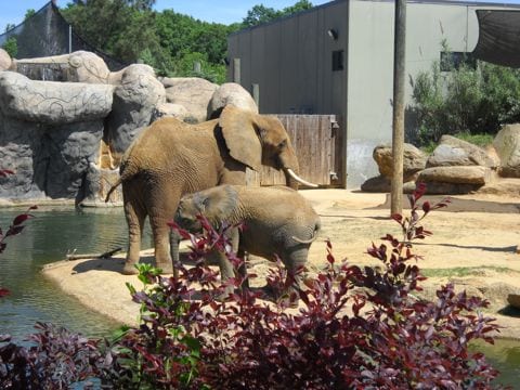 zoobaby2 Baby elephant with mama